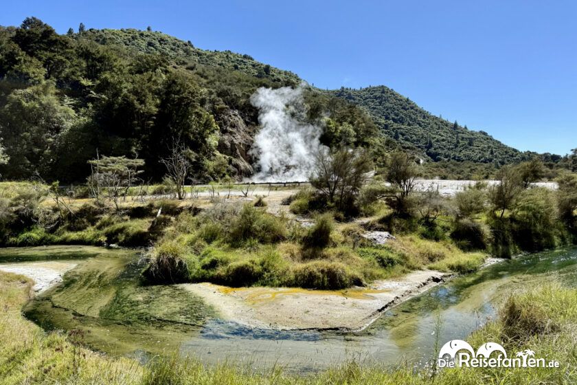 Waimangu Volcanic Valley (8)
