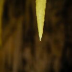 Waitomo Caves in Neuseeland (13)