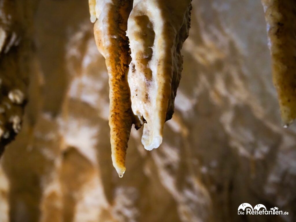Waitomo Caves in Neuseeland (6)