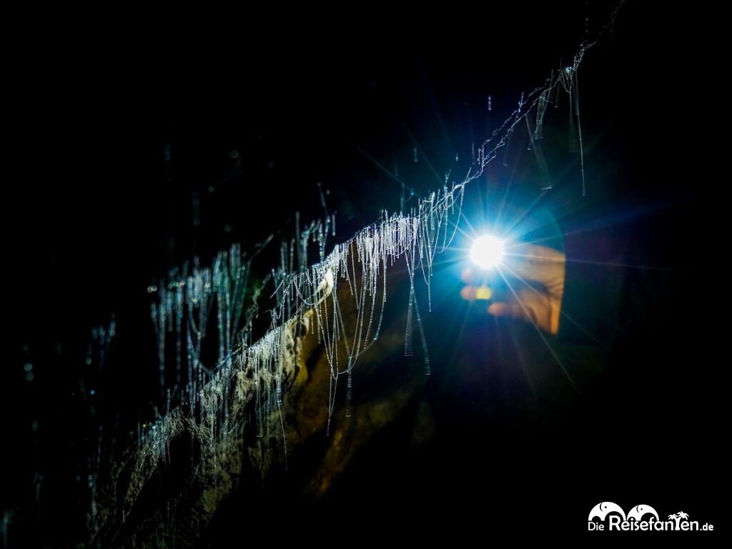 Waitomo Caves in Neuseeland (8)