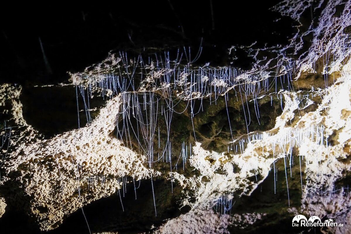 Waitomo Caves in Neuseeland (9)