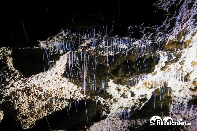 Waitomo Caves in Neuseeland (9)