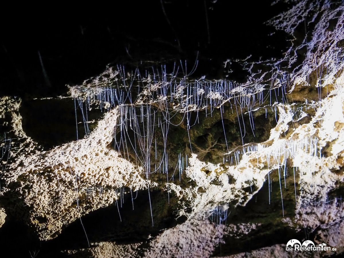 Waitomo Caves in Neuseeland (9)