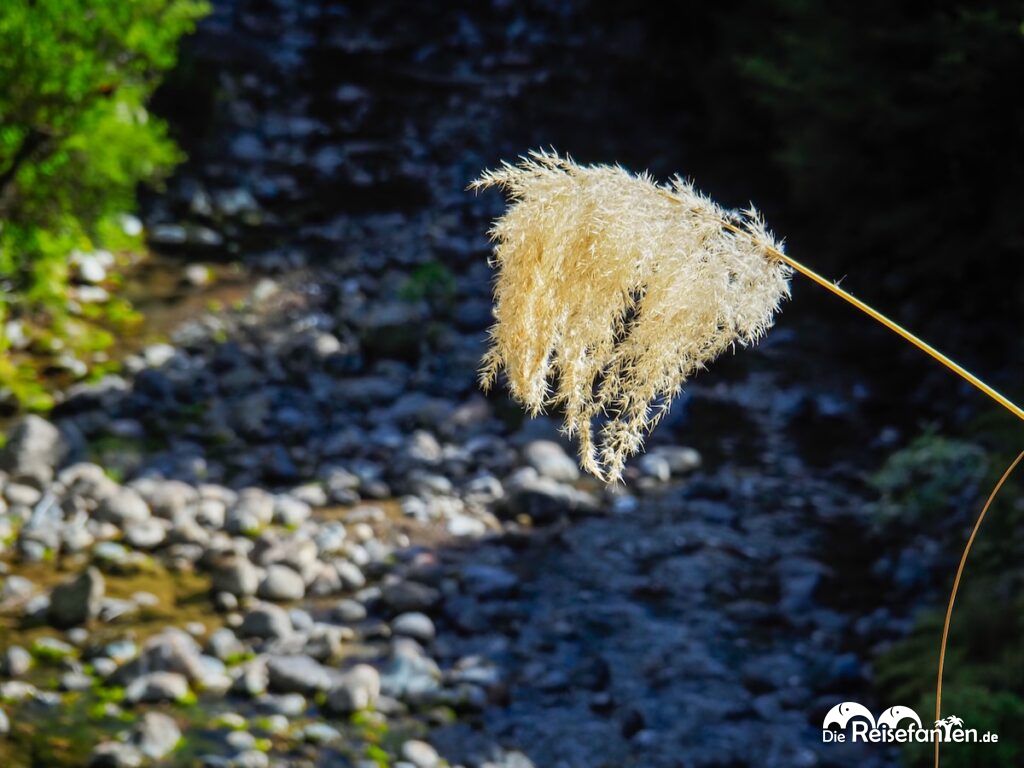 Taranaki Falls und Lower Tama Lake (12)