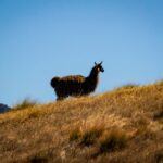 Alpacas im Deer Park Heights in Queenstown (1)