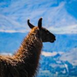 Alpacas im Deer Park Heights in Queenstown (2)