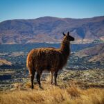 Alpacas im Deer Park Heights in Queenstown (3)