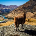 Alpacas im Deer Park Heights in Queenstown (4)