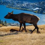 Deer Park Heights in Queenstown Safari, Aussicht und ganz viel Mittelerde (21)