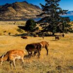 Deer Park Heights in Queenstown Safari, Aussicht und ganz viel Mittelerde (22)