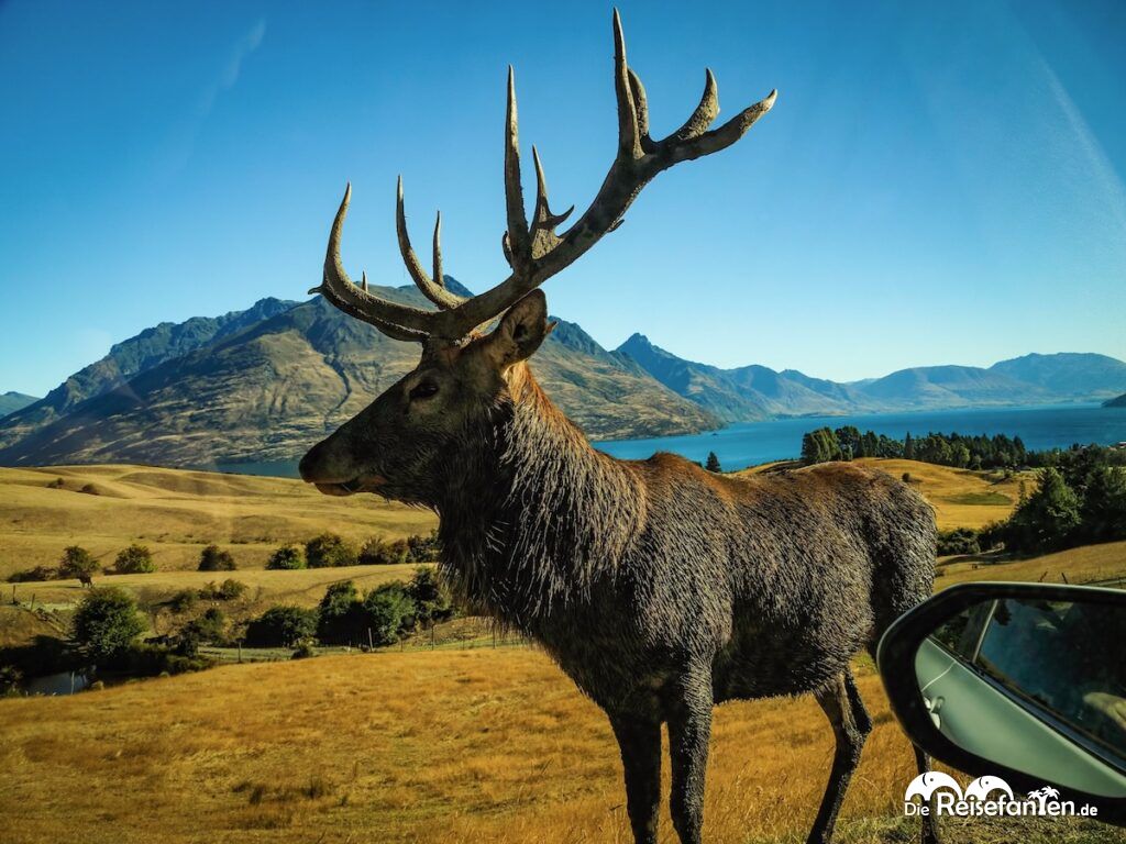 Deer Park Heights in Queenstown Safari, Aussicht und ganz viel Mittelerde (24)