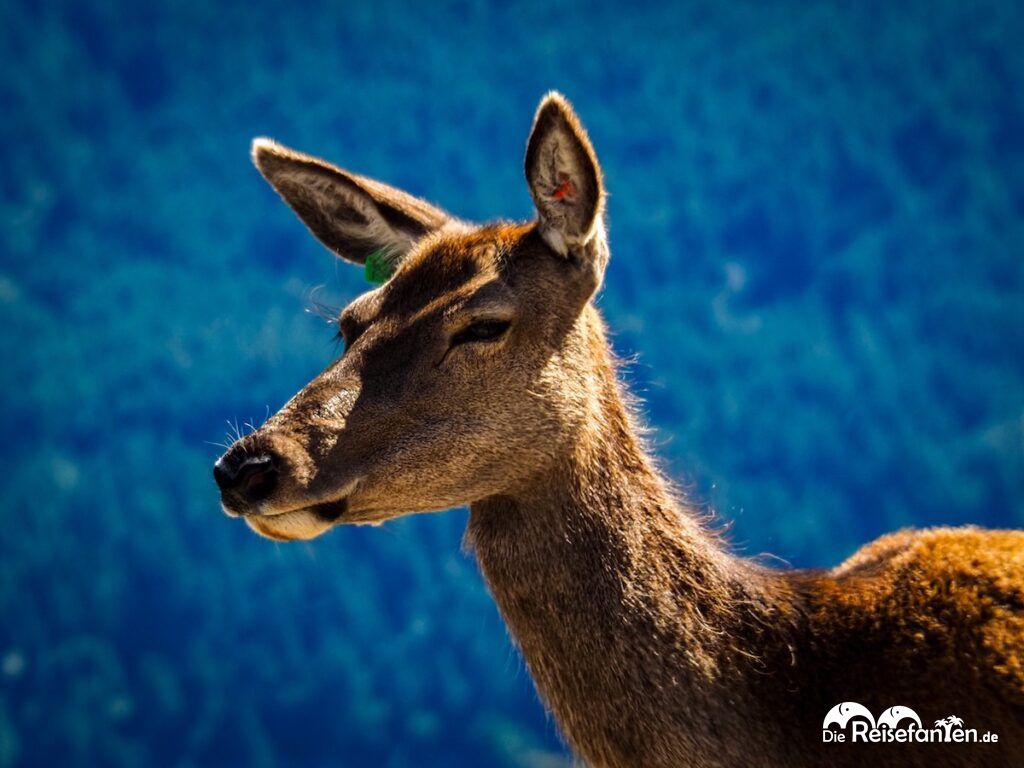 Deer Park Heights in Queenstown Safari, Aussicht und ganz viel Mittelerde (7)