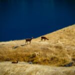 Deer Park Heights in Queenstown Safari, Aussicht und ganz viel Mittelerde (8)