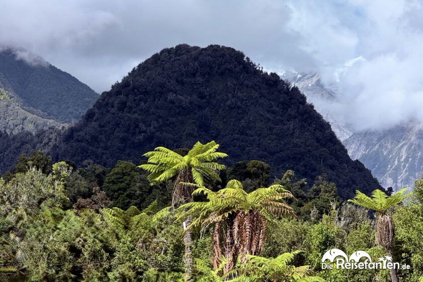Franz Josef Glacier (14)