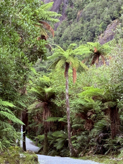 Franz Josef Glacier (5)