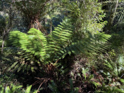 Hokitika Gorge (9)