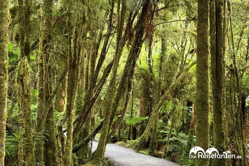 Lake Matheson (7)