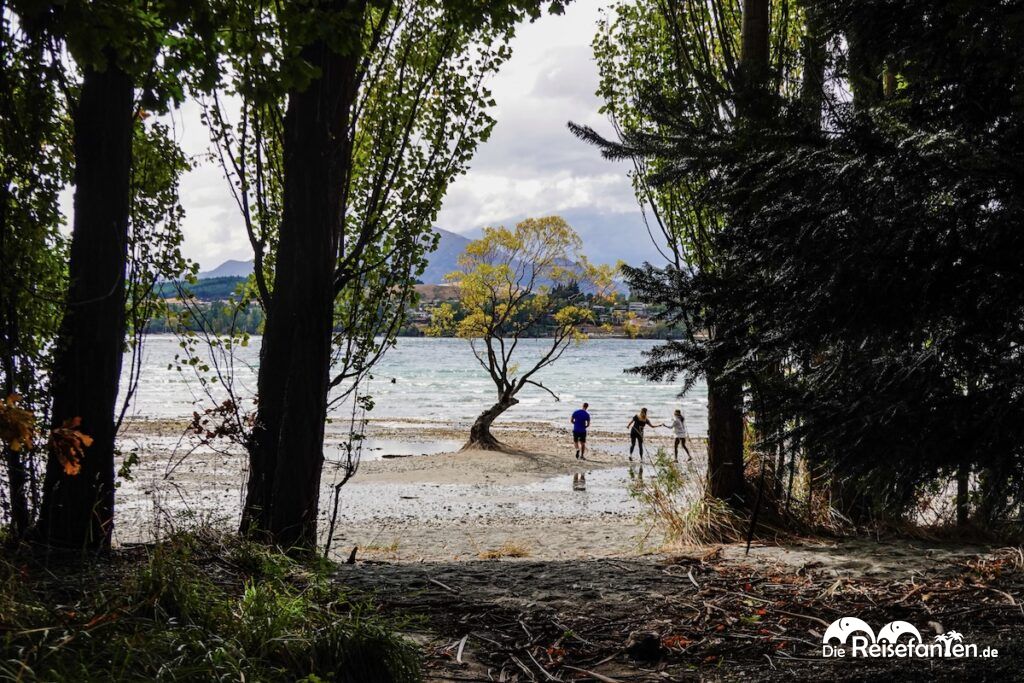 Lake Wānaka und ein entspannter Nachmittag am berühmtesten Baum Neuseelands (11)