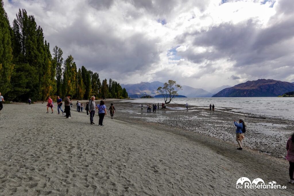 Lake Wānaka und ein entspannter Nachmittag am berühmtesten Baum Neuseelands (7)