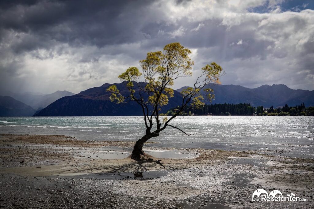 Lake Wānaka und ein entspannter Nachmittag am berühmtesten Baum Neuseelands (8)