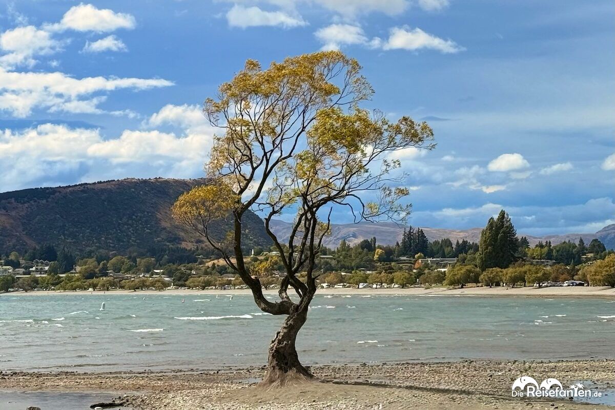Lake Wānaka und ein entspannter Nachmittag am berühmtesten Baum Neuseelands (9)