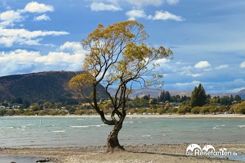 Lake Wānaka und ein entspannter Nachmittag am berühmtesten Baum Neuseelands (9)