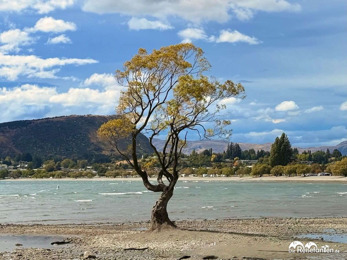Lake Wānaka und ein entspannter Nachmittag am berühmtesten Baum Neuseelands (9)