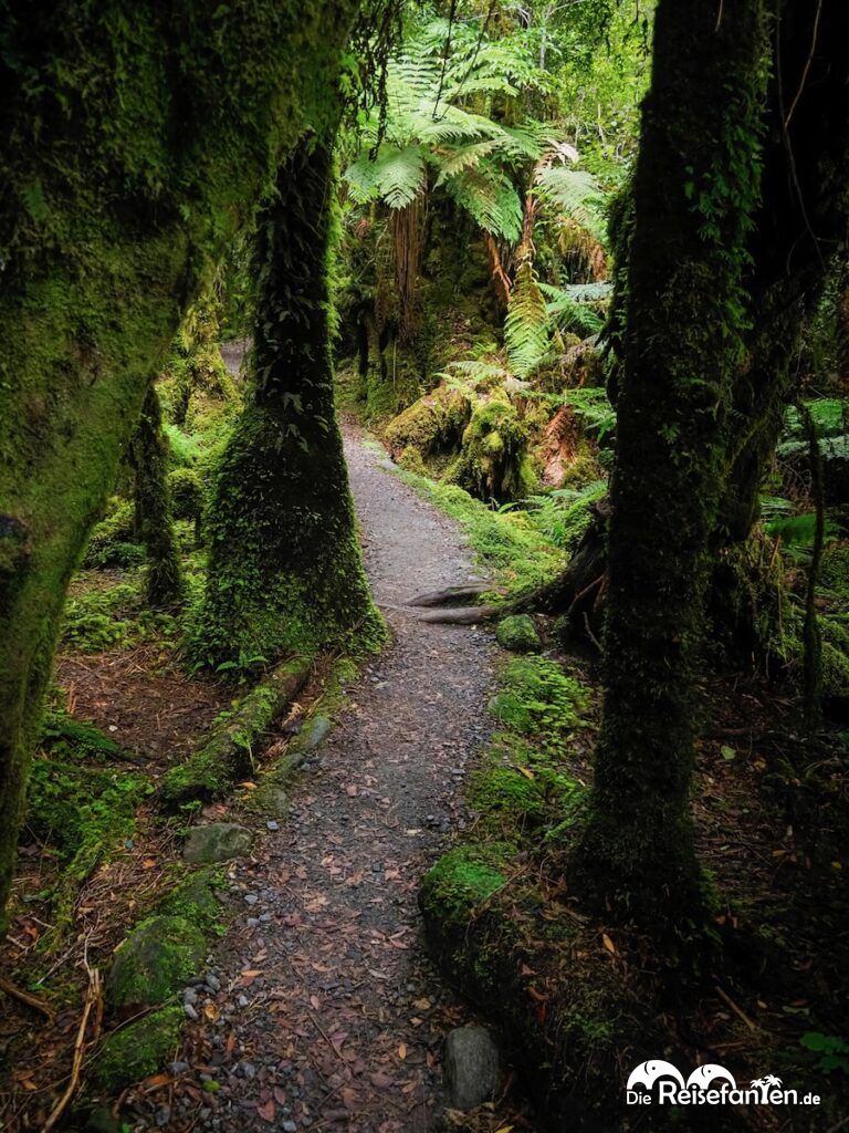 Moraine Walk am Fox Glacier (11)