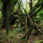 Moraine Walk am Fox Glacier (12)
