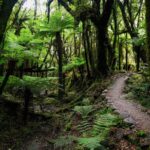Moraine Walk am Fox Glacier (13)