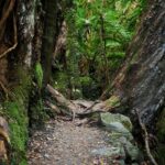 Moraine Walk am Fox Glacier (15)