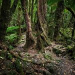 Moraine Walk am Fox Glacier (17)