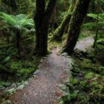 Moraine Walk am Fox Glacier (21)