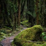 Moraine Walk am Fox Glacier (22)