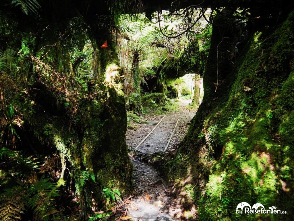Moraine Walk am Fox Glacier (8)